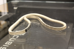 Snapper 41823 Hydro Drive Belt - image 4