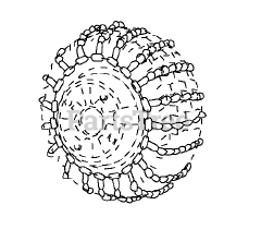 Murray 24515MA - Murray Tire Chains